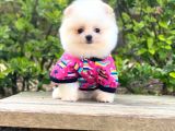 Yavru Pomeranian