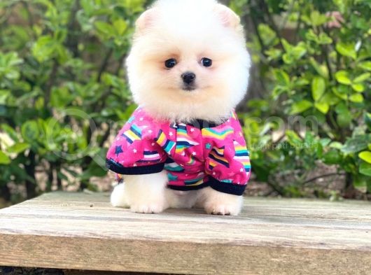 Yavru Pomeranian görsel