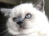 British Shorthair Bue Point Erkek Yavru