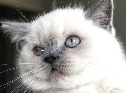British Shorthair Bue Point Erkek Yavru görsel