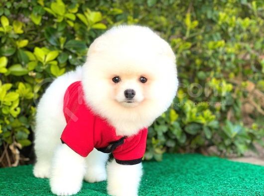 Yakışıklı Pomeranian Boo görsel