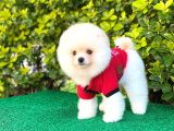 Yakışıklı Pomeranian Boo