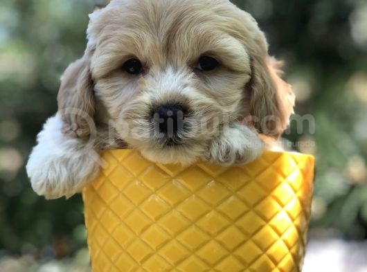 Dizayn Irk Gold Maltipoo Yavrumuz görsel