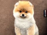 Show Kalite Pomeranian Boo Yavrular