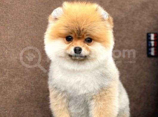 Show Kalite Pomeranian Boo Yavrular