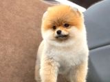 Show Kalite Pomeranian Boo Yavrular