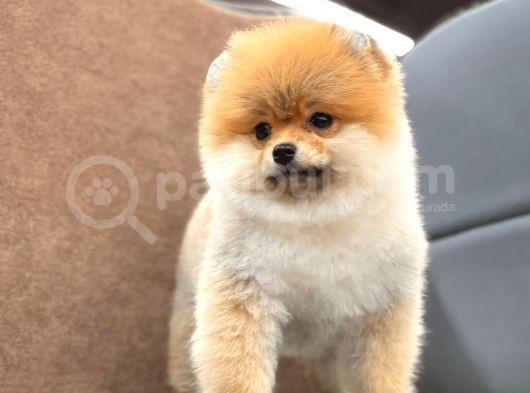 Show Kalite Pomeranian Boo Yavrular görsel