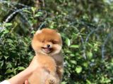 Ayı Surat Garantili Pomeranian Boo Yavrularımız
