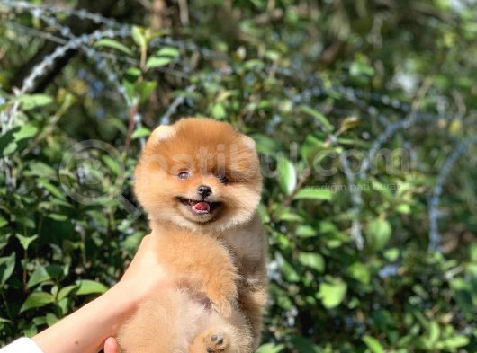 Ayı Surat Garantili Pomeranian Boo Yavrularımız görsel