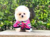 Yavru Pomeranian