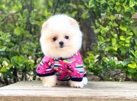 Yavru Pomeranian görsel