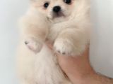 Pomerıanian