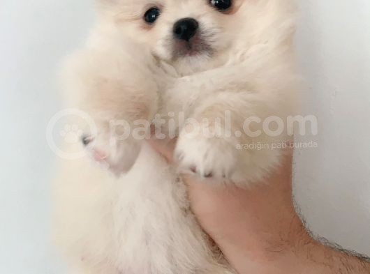 Pomerıanian görsel