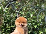 Ayı Surat Garantili Pomeranian Boo Yavrularımız