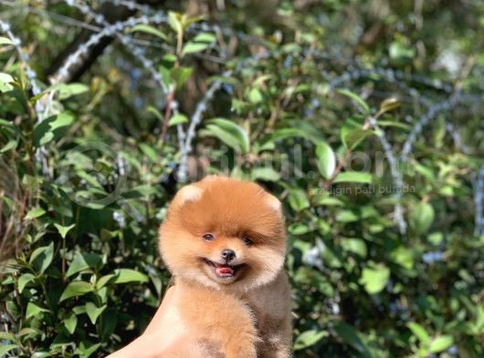 Ayı Surat Garantili Pomeranian Boo Yavrularımız görsel