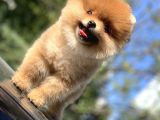 Ayı Surat Garantili Pomeranian Boo Yavrularımız