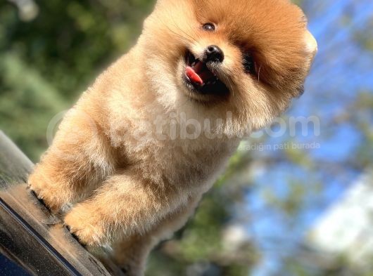 Ayı Surat Garantili Pomeranian Boo Yavrularımız görsel