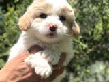 Party Color Maltipoo Yavrumuz