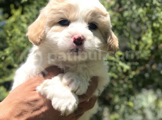 Party Color Maltipoo Yavrumuz görsel