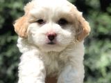 Özel Üretim Party Color Maltipoo