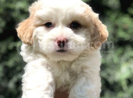 Özel Üretim Party Color Maltipoo