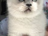 British Shorthair Bue Point Erkek Yavru
