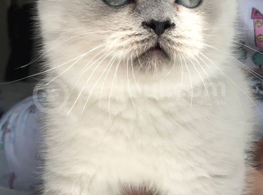 British Shorthair Bue Point Erkek Yavru görsel