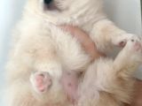 Pomerıanian