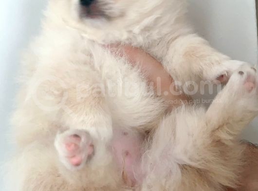 Pomerıanian görsel