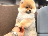 Show Kalite Pomeranian Boo Yavrular
