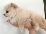 Pomerıanian