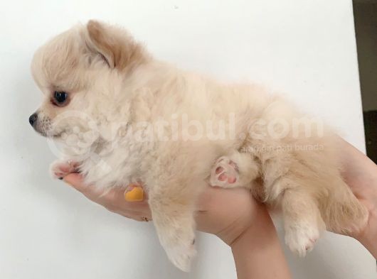 Pomerıanian görsel
