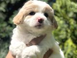 Party Color Maltipoo Yavrumuz