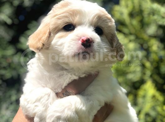 Party Color Maltipoo Yavrumuz görsel