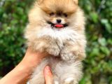 Şov Kalite Ayı Surat Pomeranian Boo