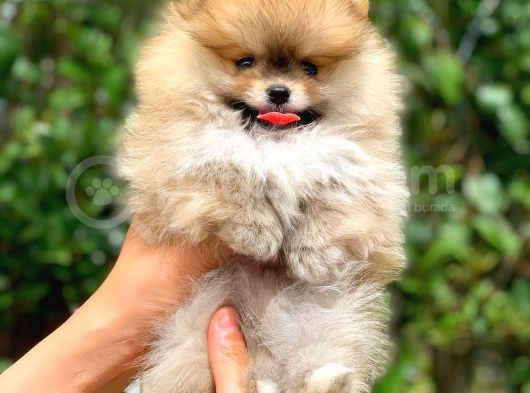 Şov Kalite Ayı Surat Pomeranian Boo görsel