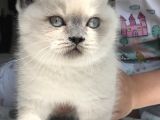 British Shorthair Bue Point Erkek Yavru