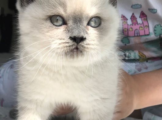 British Shorthair Bue Point Erkek Yavru