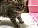 Scottish Fold