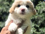 Party Color Maltipoo Yavrumuz