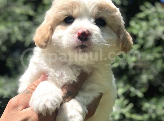 Party Color Maltipoo Yavrumuz