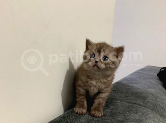 Yakışıklı Oğlumuz görsel