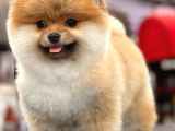 Teddy Bear Pomeranian Boo Yavrular