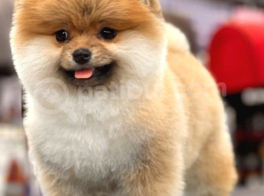 Teddy Bear Pomeranian Boo Yavrular