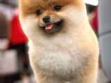 Teddy Bear Pomeranian Boo Yavrular