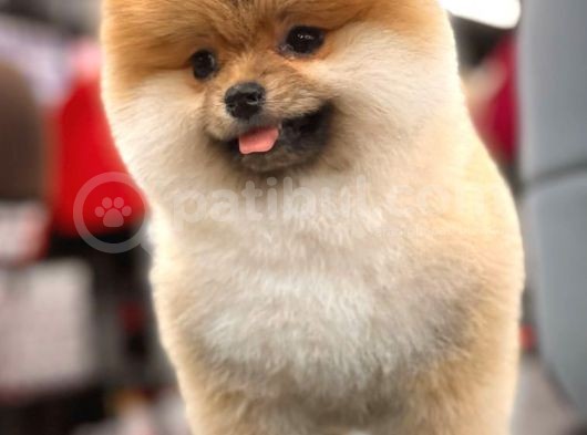 Teddy Bear Pomeranian Boo Yavrular görsel