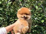 Ayı Surat Garantili Pomeranian Boo Yavrularımız