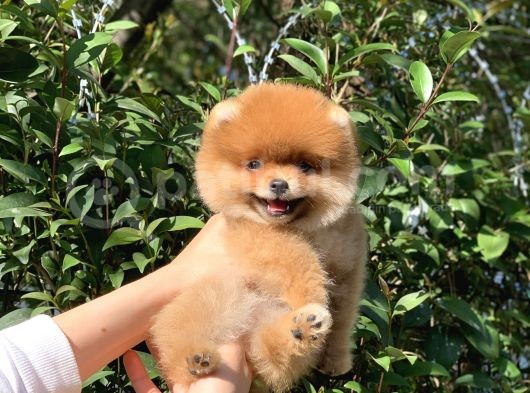 Ayı Surat Garantili Pomeranian Boo Yavrularımız görsel