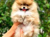 Şov Kalite Ayı Surat Pomeranian Boo