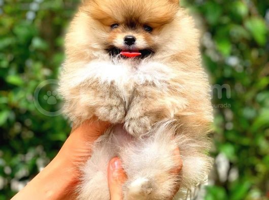 Şov Kalite Ayı Surat Pomeranian Boo